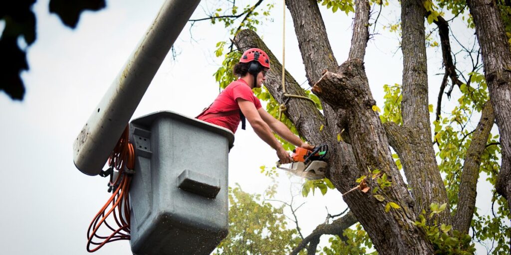 Reliable Tree Cutting Services